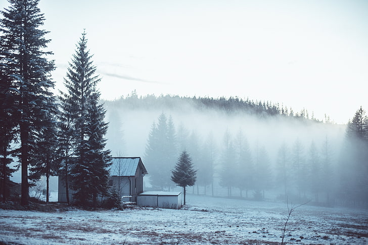 white bungalow, winter, forest, snow, trees, fog, house, the edge, HD wallpaper