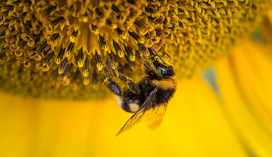 Пчела, Пчелиная пыльца, 4К, Подсолнух, HD обои HD wallpaper
