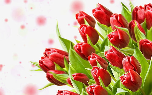 Un mazzo di tulipani rossi, sfondo bianco, fiore di tulipani rossi, bouquet, rosso, tulipani, bianco, sfondo, Sfondo HD HD wallpaper