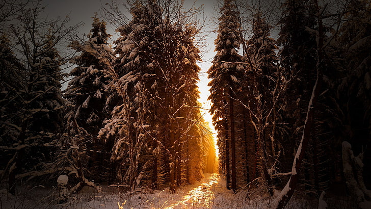 árvores, neve, luz solar, inverno, paisagem, HD papel de parede