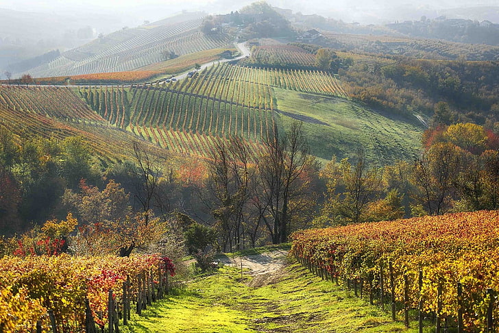 land mass field, photography, nature, landscape, vineyard, field, trees, hills, mist, fall, Italy, sunlight, HD wallpaper