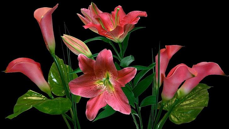 red flowers, lilies, calla lilies, flowers, bunch, black background, HD wallpaper