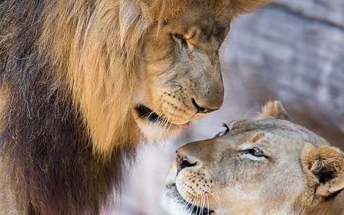 León, leona, amor, pareja, león y cachorro, león, leona, amor, pareja, Fondo de pantalla HD HD wallpaper