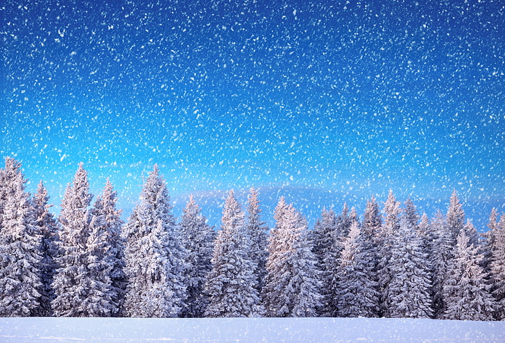 snow covered pine trees, winter, forest, snow, snowflakes, tree, nature, HD wallpaper