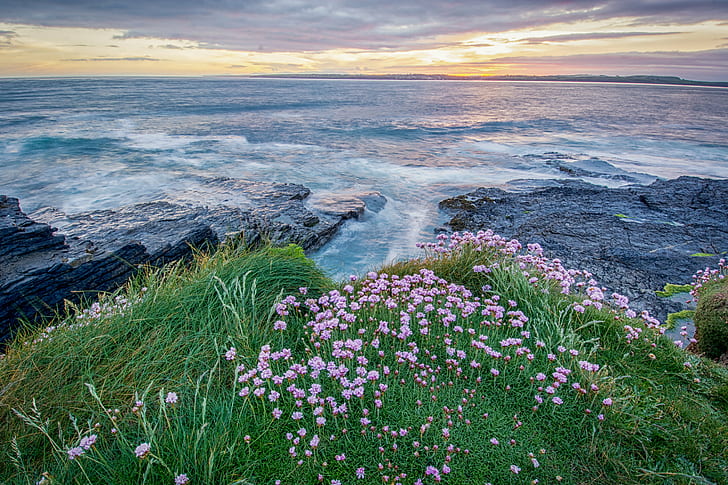 landskapsfotografering av hav nära grönt gräs med vita blommor under gyllene timmen, St Georges kanal, landskapsfotografering, hav, grönt gräs, vit, blommor, gyllene timmen, solnedgång, Co Wexford, sparsamhet, basalt, stenar, irländska havet, natur, hav , blomma, landskap, natur, kust, sommar, HD tapet