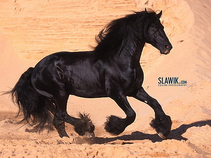 czarny holenderski konie fryzyjskie konie HD Art, czarny, konie, holenderski, holenderski, fryzyjski, friesland, Tapety HD HD wallpaper