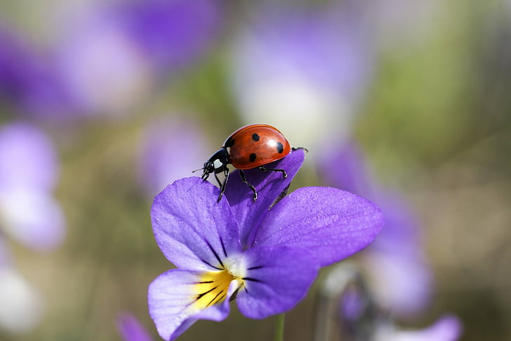 Animal, Ladybug, Blur, Insect, Macro, Purple Flower, HD wallpaper