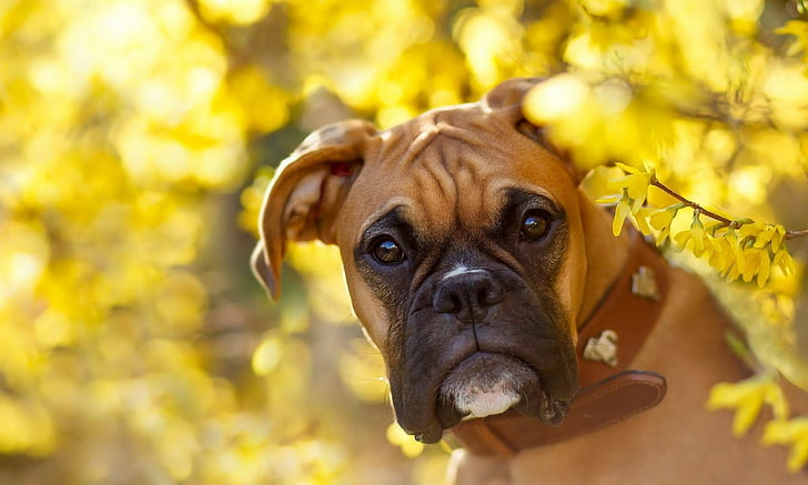 Psy, bokser, bokeh, bokser (pies), pies, kwiat, kaganiec, żółty kwiatek, Tapety HD