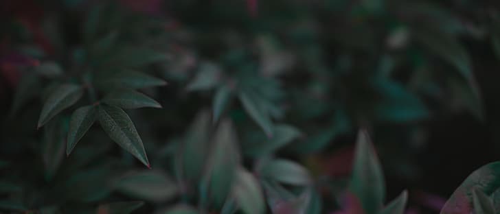 식물, 잎, 초광각, 와이드 스크린, HD 배경 화면
