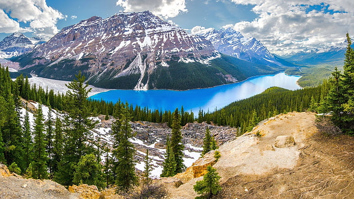 tall, Kanada, natur, landskap, HD tapet