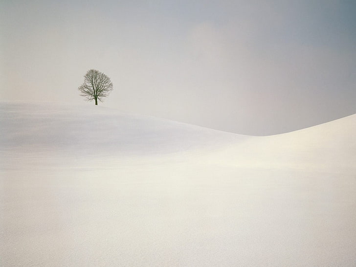 дерево на вершине заснеженной горы, снег, пейзаж, зима, деревья, природа, HD обои
