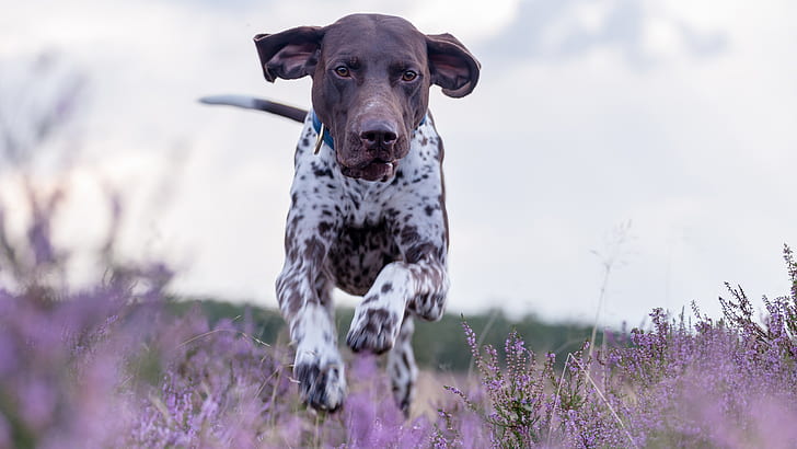 picture of german shorthaired pointer dog, HD wallpaper