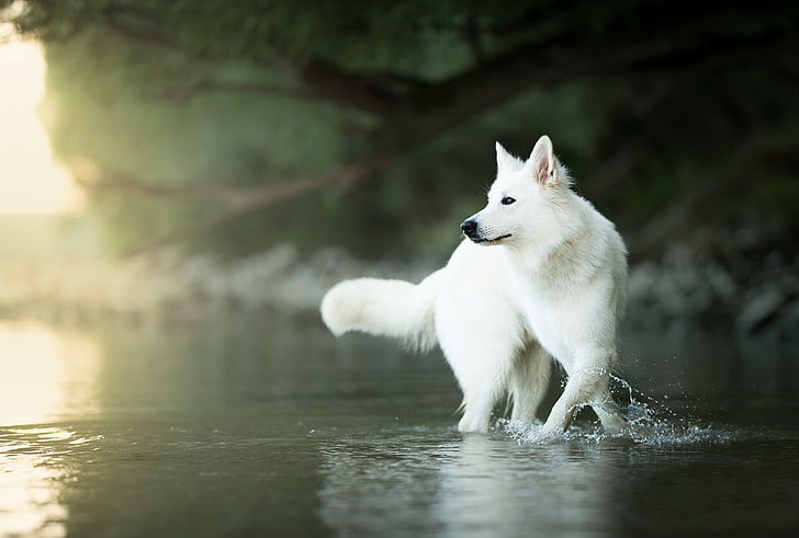 water, dog, bokeh, The white Swiss shepherd dog, HD wallpaper