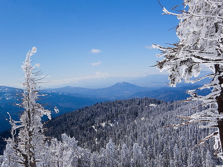 szare drzewa cyfrowe tapety, zima, las, biały, śnieg, góry, niebieski, Tapety HD