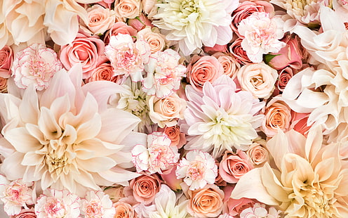 Blommor, blomma, nejlika, dahlia, jord, pastell, rosa blomma, ros, vit blomma, HD tapet HD wallpaper