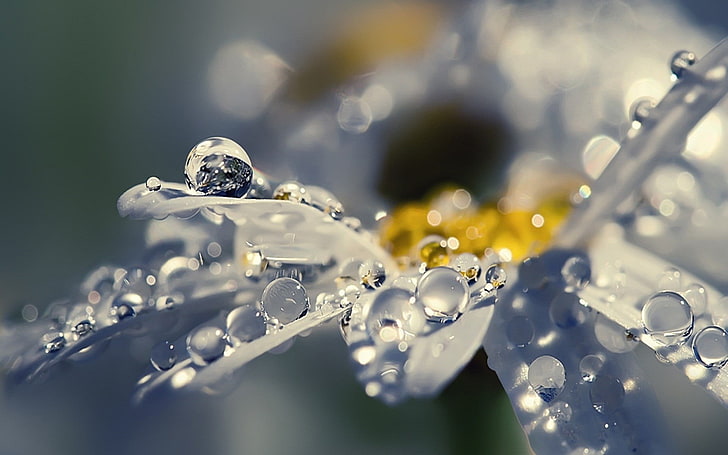 biały kwiat gerbera daisy, fotografia płytkiej ostrości wilgoci na roślinach, krople wody, głębia ostrości, makro, kwiaty, Tapety HD