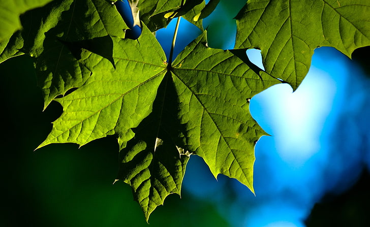 Reach for last Rays, green maple leaf, Aero, Fresh, blue, leaves, nature, photography, reach, last, rays, green, sky, HD wallpaper