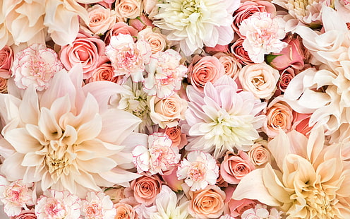 dalie, rose, fiori, Sfondo HD HD wallpaper