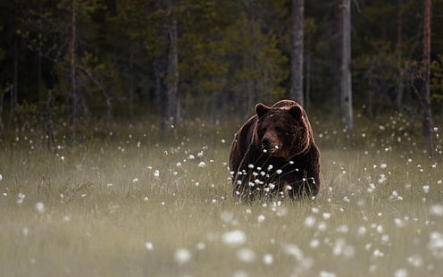 животные, млекопитающие, лес, медведи, HD обои HD wallpaper