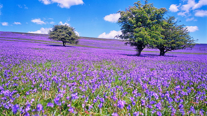 Bluebells, Dartmoor N.P., Devon, İngiltere, İlkbahar / Yaz, HD masaüstü duvar kağıdı