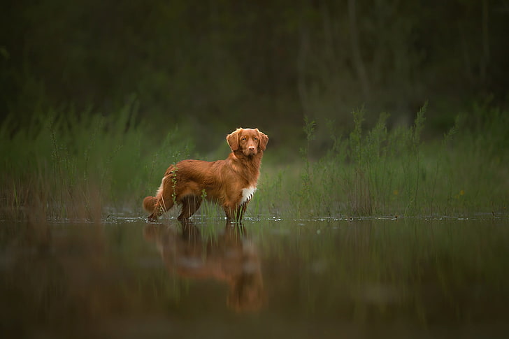 cane marrone e bianco a pelo corto, natura, acqua, cane, animali, profondità di campo, Sfondo HD