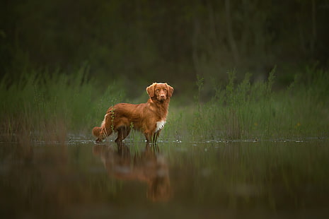 perro de pelo corto marrón y blanco, naturaleza, agua, perro, animales, profundidad de campo, Fondo de pantalla HD HD wallpaper