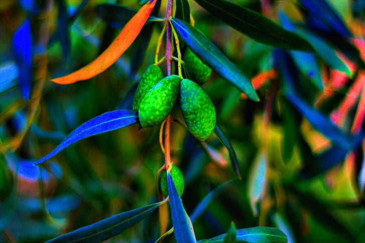 Olives, Tree, Leaves, Branch, Close Up, olives, tree, leaves, branch, close up, HD wallpaper