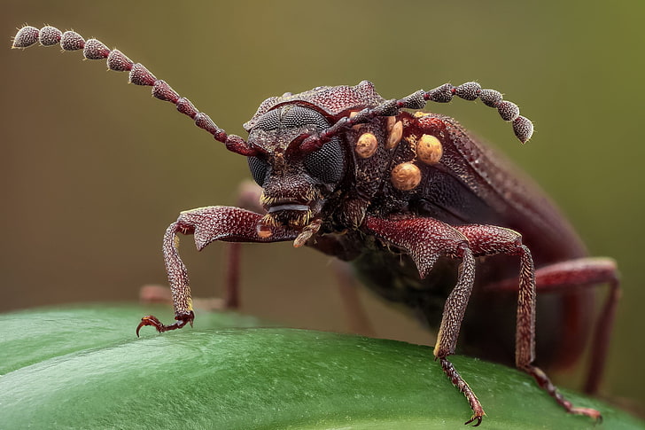 kumbang coklat, foto close-up kumbang coklat Longhorn, alam, makro, serangga, kedalaman bidang, kaki, Wallpaper HD