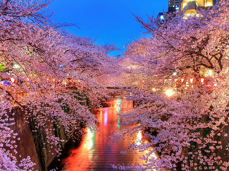 sakura trees, o-hanami, blossom, sakura, japan, HD wallpaper