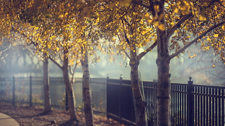 brauner und schwarzer Baumast, Bäume, Zaun, HD-Hintergrundbild