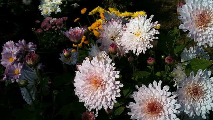 زهور الأقحوان البيضاء ، الزهور ، الديناميكية ، الزهور البيضاء ، الطبيعة ، النباتات، خلفية HD