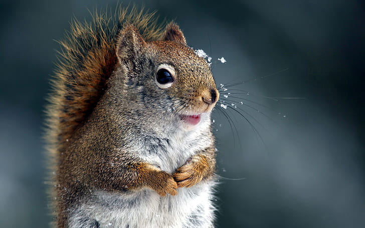 primo piano natura inverno animali scoiattoli 2560x1600 Animali scoiattoli HD Arte, natura, primo piano, Sfondo HD