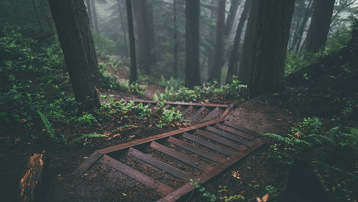 trees, stairs, deep forest, forest, nature, plants, jungle, HD wallpaper