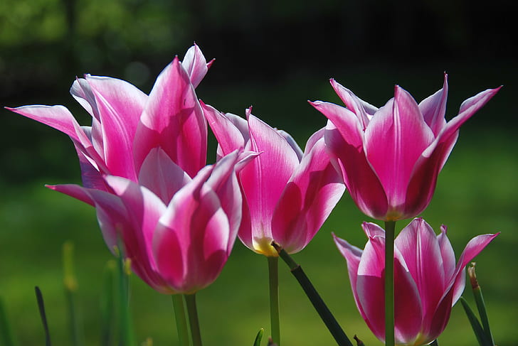 Tulipany, rumieniec, bez tytułu, kwiaty, tulipany, tulipany, rumieniec, bez tytułu, kwiaty, ogród, rodzina, Liliaceae, naturalne światło, natura, soczewki, Tapety HD