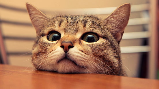 kucing, kumis, lapar, anak kucing, kucing domestik, mata, wajah, mata, Wallpaper HD HD wallpaper