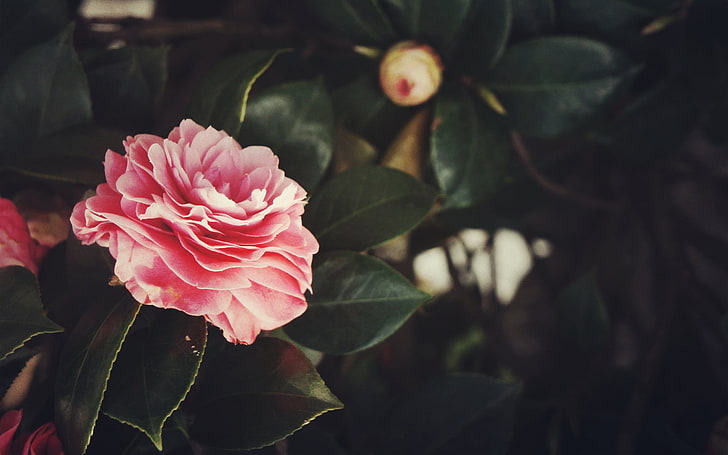 ดอกไม้สีชมพูดอกไม้พืช, วอลล์เปเปอร์ HD