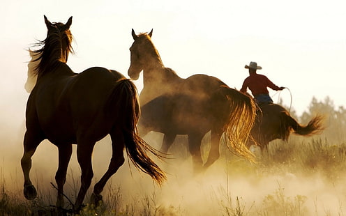 лошадь, животные, ковбои, вестерн, HD обои HD wallpaper